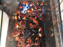 -清平路水族市场