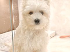 -翊宠yipet猫狗购宠庄园犬舍•猫舍