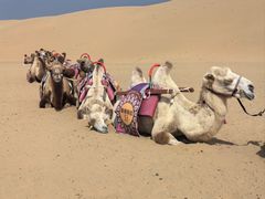 -银肯塔拉沙漠生态旅游景区