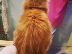 -平行世界·猫咖(首经贸店)
