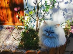 -喵屿·大理花园猫咖