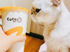 -CoCo都可(虹口龙之梦店)