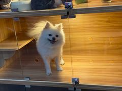 -喵百万·布偶·蓝金金渐层英短·猫舍(百子湾店)