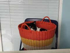 -瑞派福兴宠物医院犬猫全科·骨科·中西医结合(河东店)