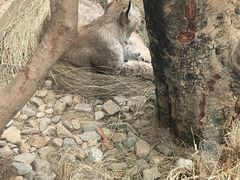 -青藏高原野生动物园