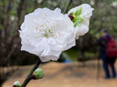 -南国桃园旅游度假区