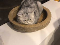 -平行世界·猫咖(首经贸店)