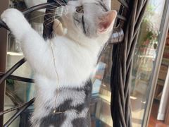 -欣宠猫屋·矮脚拿破仑·蓝金金渐层