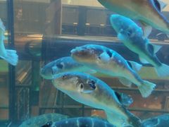 -肆月河豚·淮扬菜·湘菜(华天店)