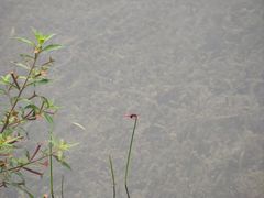 -云溪植物园