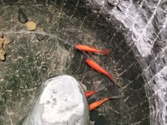 -福茂源横山铁锅羊肉(牡丹园店)