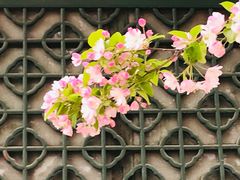-海棠花溪(元大都城垣遗址公园)