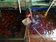 -白佛花鸟鱼虫批发市场小型宠物交易(东区)