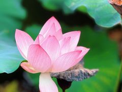 -荔湾湖公园