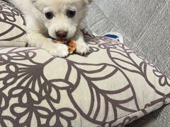 -佑安动物医院·全科·内窥镜中心(幸福巷店)