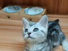 -钦宠·猫咪售卖·洗护·寄养(东圃旗舰店)