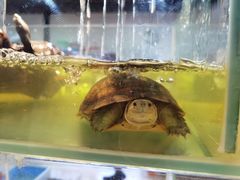 -苏州艺都古玩花鸟市场