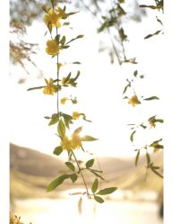 -俏江南户外宴会花园·梓塘婚礼堂(马场道店)