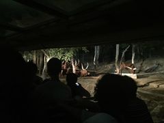 -清迈夜间动物园