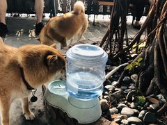 -柴犬高等学院·狗咖·柴犬售卖·宠物训练