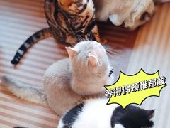 -MOCHA明星猫咖(田子坊店)