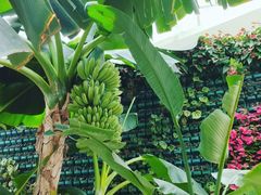 -石家庄市植物园