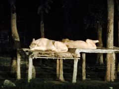 -清迈夜间动物园