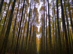 -山王坪喀斯特国家生态公园