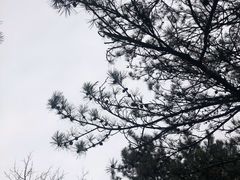 -塔云山