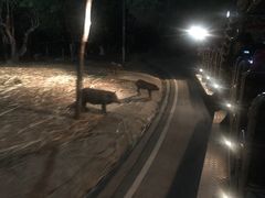 -清迈夜间动物园