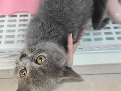 -lincat·猫舍(广州店)