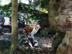 -西园寺