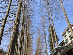 -恩施坪坝营国家森林公园景区