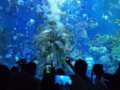 -芜湖新华联大白鲸海洋公园