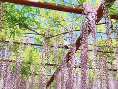 -嘉定紫藤园