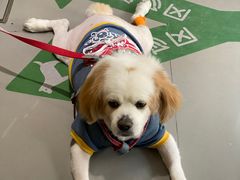 -爱侣宠医·鹦鹉专科·小型哺乳类·异宠专科(灵石路店)