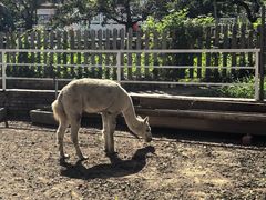 -丽泽山庄·生态怀柔菜·虹鳟鱼(红螺寺店)