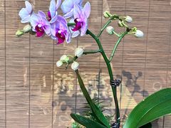 -霸腹烤肉(莆田店)