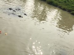 -中国扬子鳄村