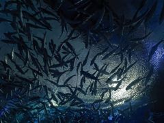 -海合安武汉极地海洋公园