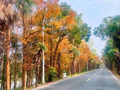 -上海海湾国家森林公园