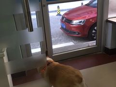 -纳吉亚猫专科动物诊疗中心(蒋宅口分院)