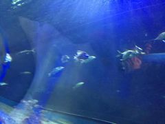 -苏州海洋馆