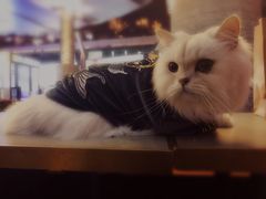 -Pets First伊珊娜洗护·精致美容·家庭式寄养(新会路店)