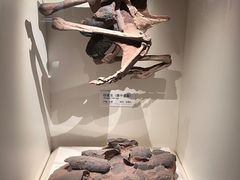 -重庆自然博物馆(新馆)