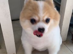 -瑞鹏·疫苗·绝育·宠物医院(金沙洲店)