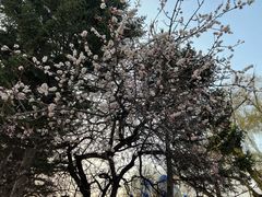 -长春市南湖公园