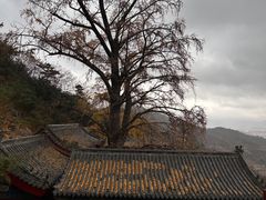 -竹子庵公园