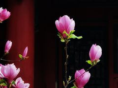 -颐和园