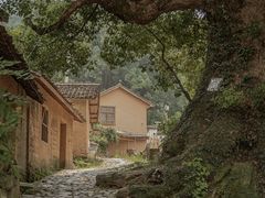 -杨家堂村